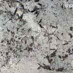 Delicatus White Extra Closeup